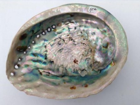  Paoaschelp-abalone schelp 16 cm Australie € 17,50