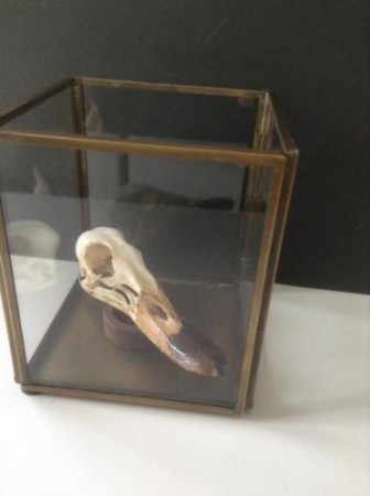  Kopje schedeltje van eend, 9,5 cm, in vitrine 10 x 10 cm € 49,90